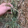 Vetch Hay