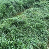 600 x Italian Ryegrass Silage 500kg Rolls 14.6 Protein