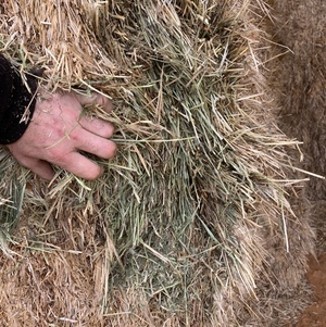 Wheaten Hay / Vetch Hay 8x4x3 Bales