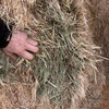 Wheaten Hay / Vetch Hay 8x4x3 Bales
