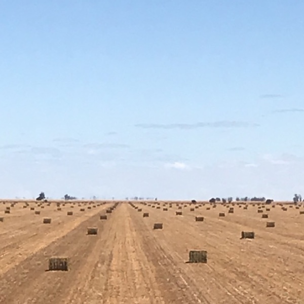 WANTED Standing Crops (Share Basis)