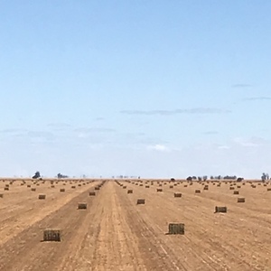 WANTED Standing Crops (Share Basis)