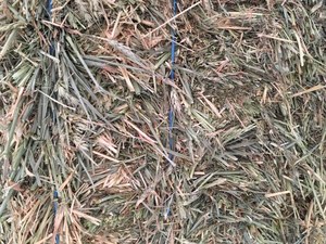 250mt Wheaten Hay 725kg approx. 8x4x4 Bales