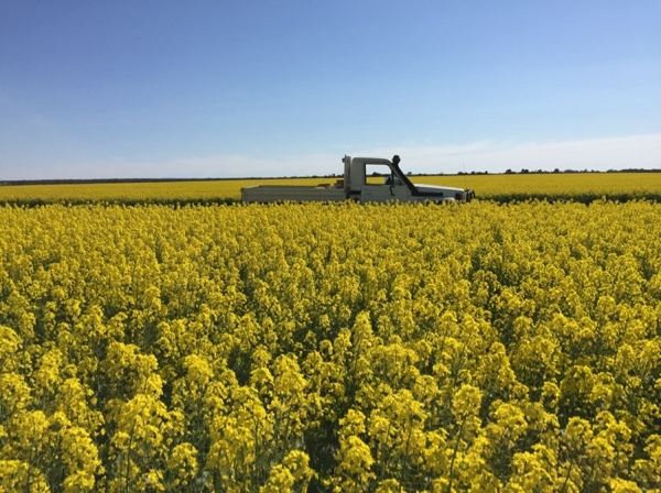 Canola Hay - 8x4x3 big sqaures & 5x4 rolls