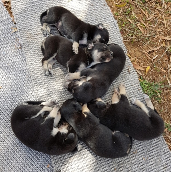 Kelpie x Border Collie Pups 
