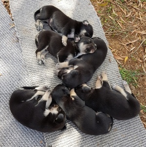 Kelpie x Border Collie Pups 