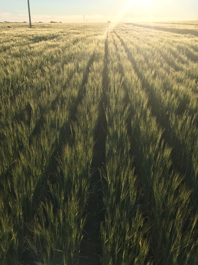 Barley hay 8x4x3