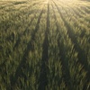Barley hay 8x4x3