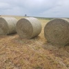 Good Quality Wheat /Vetch Hay For Sale