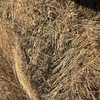 110 x Wheat & Rye Grass 5x4 Bales