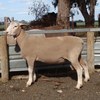 2018  Pepperton White Suffolk Rams For Sale - high Lambplan Carcase Plus Index with new Eating Quality Index