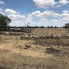 90 Border Leiceter Merino First Cross Ewes For Sale