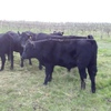 Angus Steers & Heifers