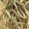 200 m/t Oaten Hay 