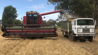Case 1420 Header and Front with Acco 630 A Truck