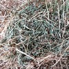 100mt Lucerne Hay 2nd cut 550-600kg 8x4x3 Bales 