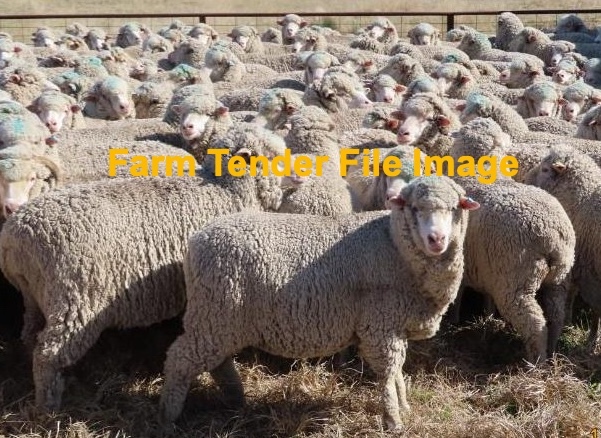 1200 Merino Ewes SIL to White Suffolk Rams Available Jan 2021