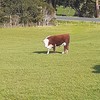 Hereford bull