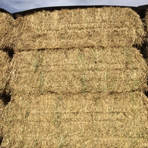 2 x B-Double Loads of  Barley Hay