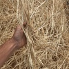 200mt Barley Straw 8x4x3 Bales