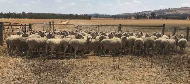 90 Border Leiceter Merino First Cross Ewes For Sale