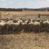 90 Border Leiceter Merino First Cross Ewes For Sale