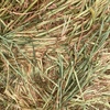200mt Cereal Hay 700kg 8x4x3 Bales