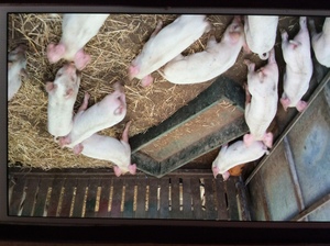 Piglets. Weaners, suckers