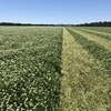 Balansa Clover Hay 8x4x3 Bales