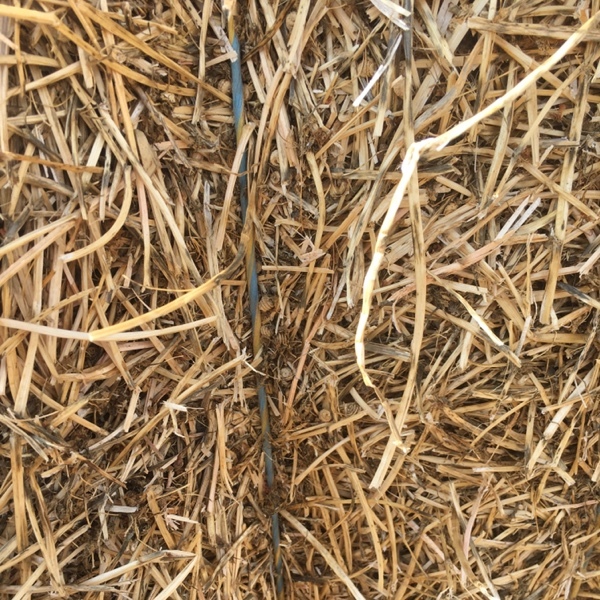 300 x Bales Clover Tops For Sale