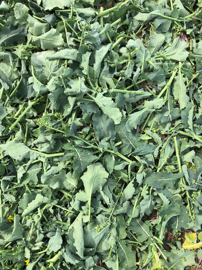 36 bales x Canola Hay Protein 17.7 Conditioned & Chopped