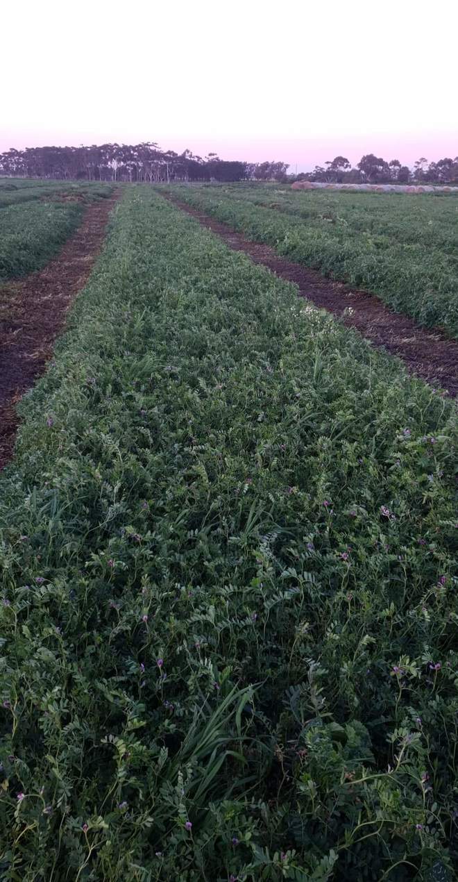 Vetch silage standing crop or baled & wrapped 