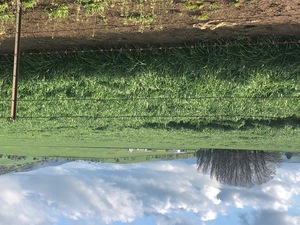 VNS Late Season  Broad Leaf  Tetraploid Annual Ryegrass Seed