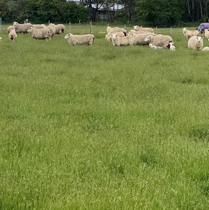 wanted land to lease