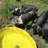 Berkshire X Piglets and Large Black Sow
