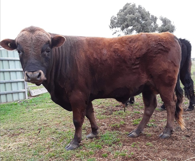 DEXTER BULL & COW with proven fertility