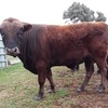DEXTER BULL & COW with proven fertility