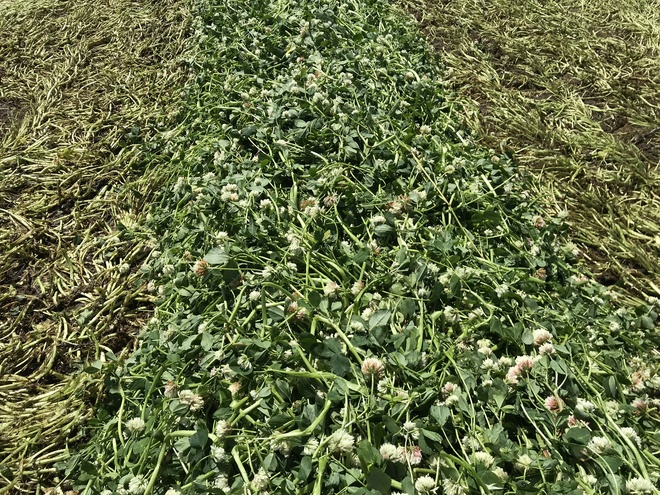 Balansa Clover Hay 8x4x3 Bales