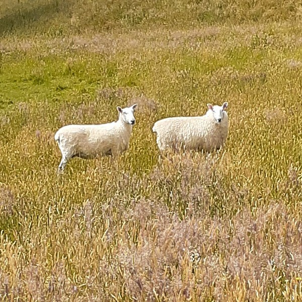 Border Leicester Ram Lambs 