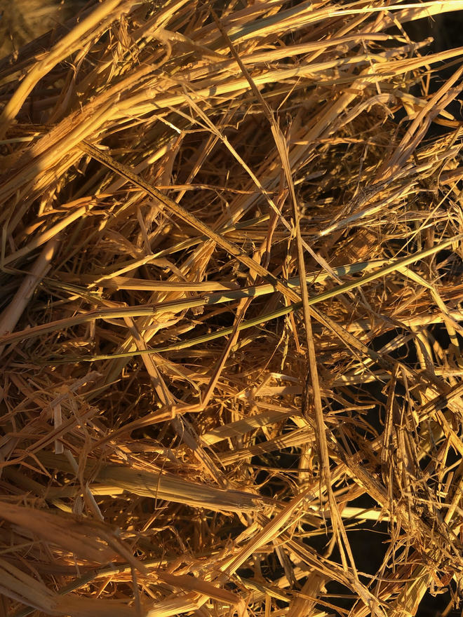 RICE STRAW - New season 