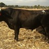 Wagyu Full Blood (Stud) Bulls for sale