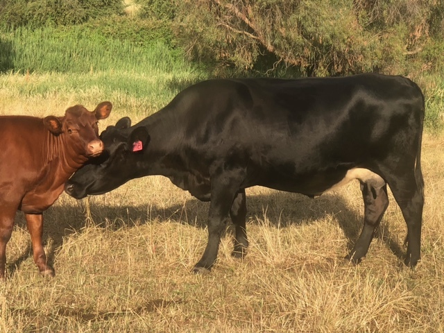 8 Cows pregnant with calves 5 to 8mths