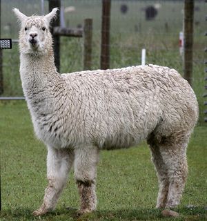 Alpaca Wanted to Buy