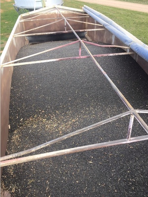 Black sunflower seeds 