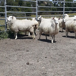 Border Leicester Ram Lambs