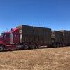 Vetch Hay 8x4x3 Bales