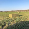 20mt Lucerne Hay 650kg 8x4x3 Bales (2nd Cut)