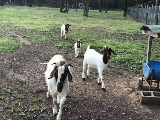 FOUR GOATS FOR SALE