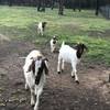 FOUR GOATS FOR SALE