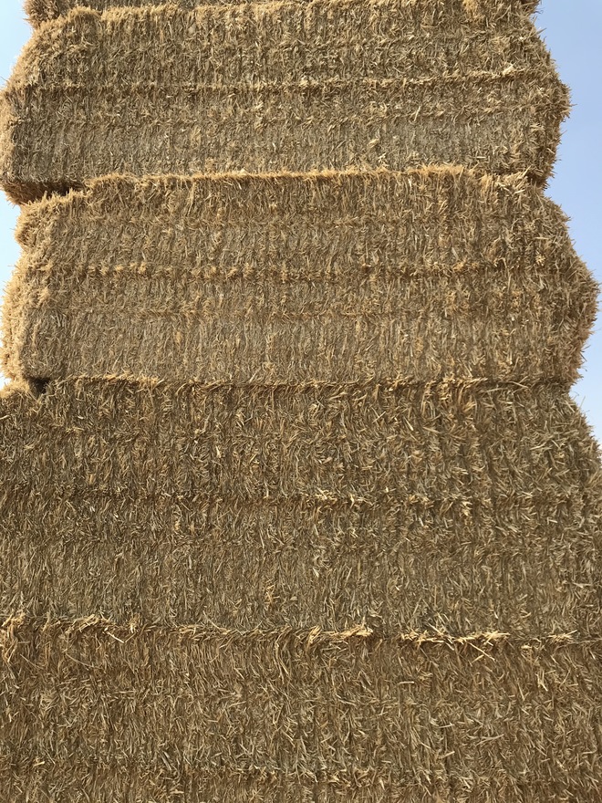 Barley Straw